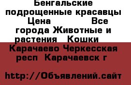 Бенгальские подрощенные красавцы. › Цена ­ 20 000 - Все города Животные и растения » Кошки   . Карачаево-Черкесская респ.,Карачаевск г.